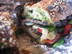 Harvest Sandwich